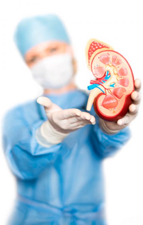 Piedras en el riñon - Urólogo en Guadalajara
